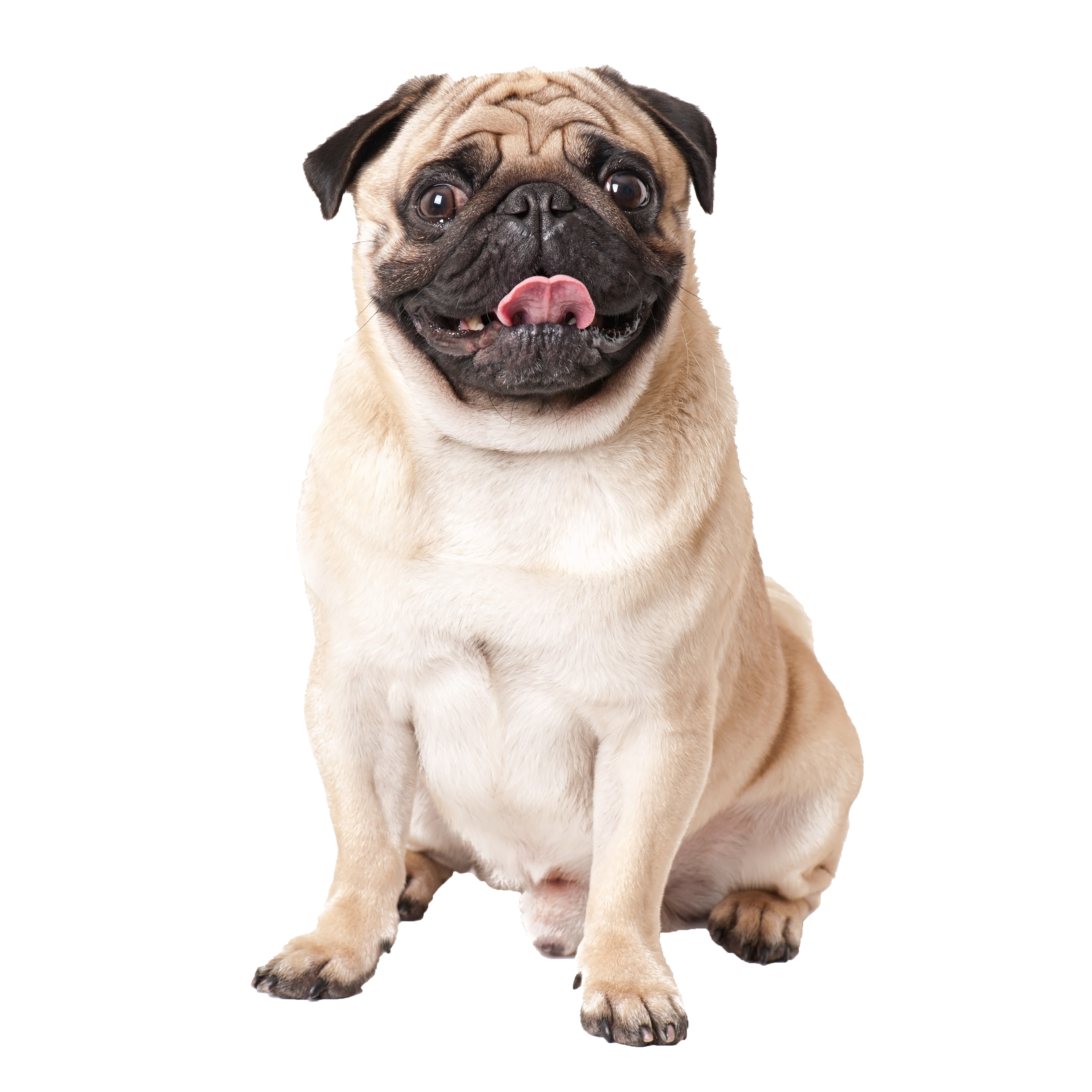 pug dog isolated white background