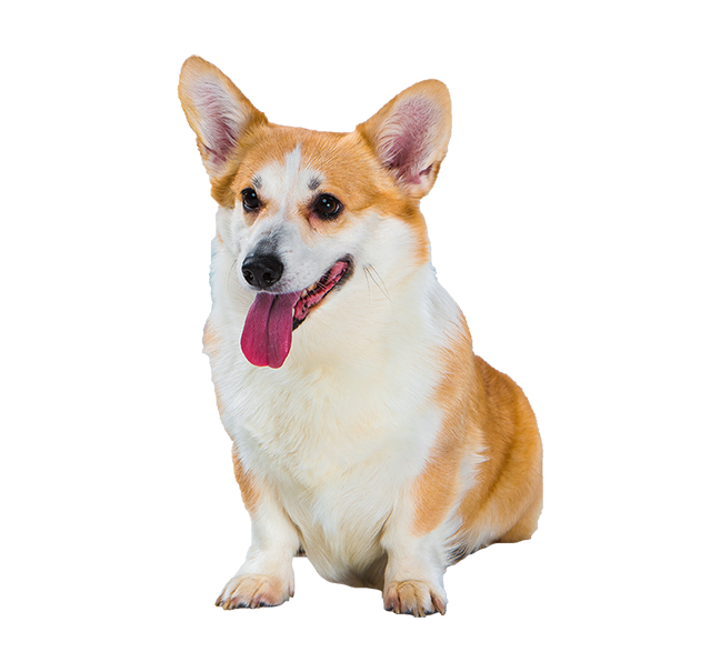 welsh corgi pembroke sitting 3